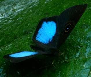 Metalmark