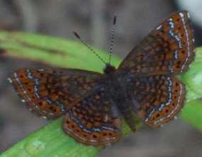 Metalmark