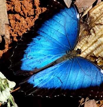 Morpho