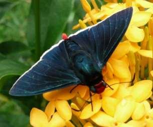 Blue-Skipper