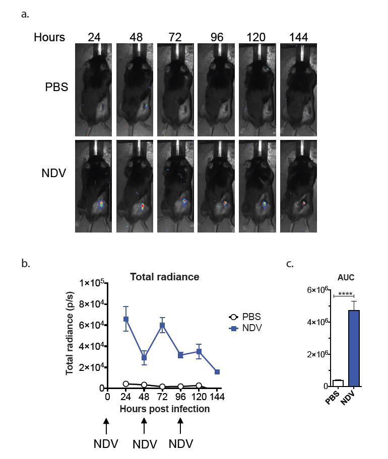 Supplementary Figure 4. Expression of transgene from NDV in vivo.