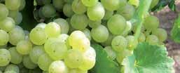 Predelava belega grozdja Zdravo grozdje Delno gnilo ali poškodovano grozdje Pri predelavi delno gnilega ali poškodovanega belega grozdja je potrebno zagotoviti: Čisto in hitro predelavo.