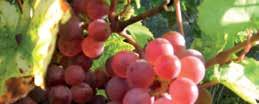 SIHA Aktiv 8 (Burgunder tip) (15 20 g/hl) Dodajanje SIHA Tanin FC (5 8 g/hl) in SIHA Vrelna sol Plus (15 25 g/hl) Mlado vino: Dozorevanje v Barrique sodih (starost 2 3 leta) *MLF z Viniflora Oenos