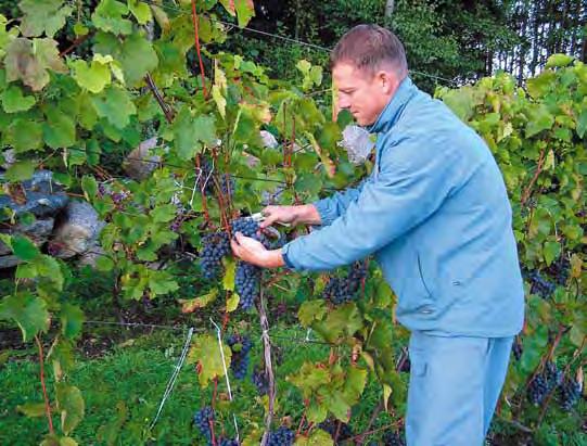 O ką daryti, teisingiau iš ko daryti Lietuvoje? Ogi žaliavų lietuviškiems vynams apstu pievose nuo pat pavasario, o daržuose iki vėlyvo rudens.