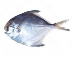 Po sviestažuvės pavadinimu dažniausiai slypi dvi negiminingų rūšių žuvys geltondryžė riebžuvė ir taukinė skumbrė.
