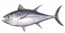 Komercinių žuvų sąraše nurodomos net 10 jūrinių lydekų ir 8 tunų rūšys. Realiai Lietuvoje jūrinių lydekų galima rasti 5 6, o tunų 3 4 rūšis. Tačiau dažniausiai nenurodomi tikslūs jų pavadinimai.