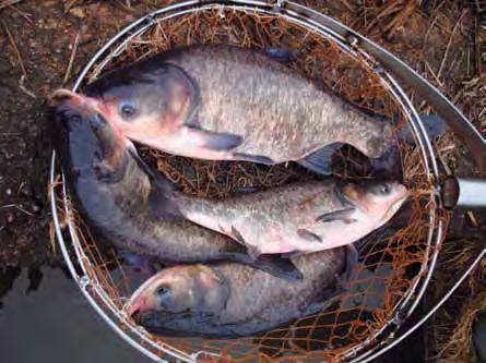 atsakingas restoranų verslas tvenkiniuose gyvenančiomis nepageidautinomis žuvytėmis. Lynai tvenkiniuose irgi paprastai susiranda natūralaus maisto.