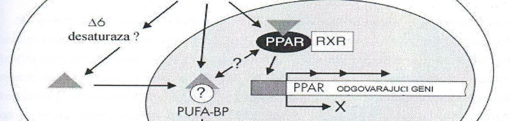 Слика 4. Улога PUFA у генској регулацији (73) У зависности од које фамилије PUFА (n-6 или n-3) потичу, масне киселине могу имати сасвим супротно дејство (75,76).