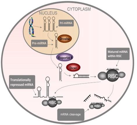 حدود 80 درصد ژن های کد کنندۀ میکرو RNA های پستانداران در محل اینترون ژن ها (در رشتۀ کدکننده یا غیر کدکنندۀ پروتئین) و 20 درصد دیگر در محل های اگزونی ژن ها قرار دارند (.