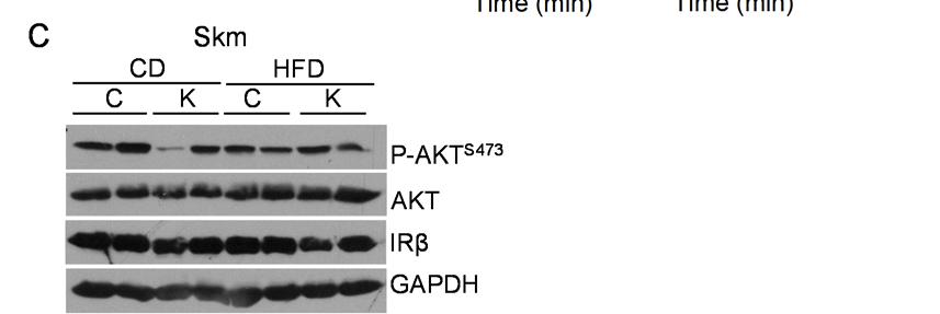 Supplementary Figures and Legends Supplemental Materials and Results Supplementary Figure 1. Metabolic parameters in Ad-mKO mice A.