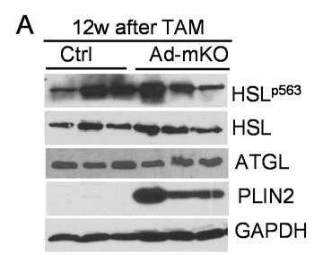 Supplementary Figure 3. PKA signaling in Ad-mKO mice 12w after TAM treatment A.