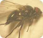 Blaarmyner Die blaarmyner Agromyza ocularis is n klein swart vliegie (Fig 2a) wat koring en gars onder besproeiing in die Noord-Kaap en Noord-Wes asook in Wes-Vrystaat aanval.