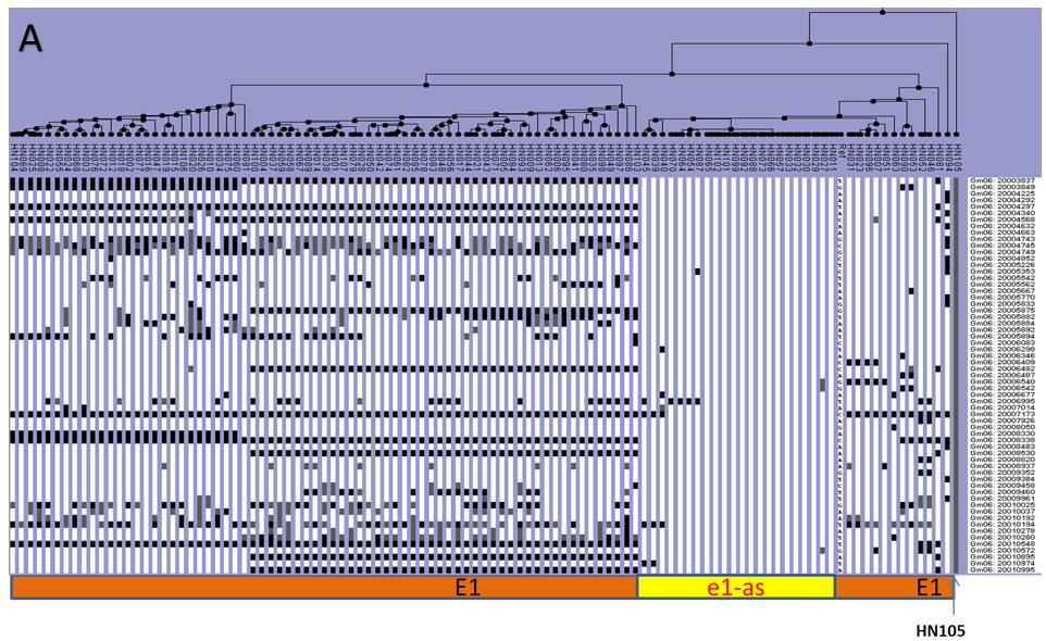 Supplementary Figure 10 a-e. Haplotype analysis of Maturity genes. A- E1, B-E2, C-E3, D-E4, E-Dt1.