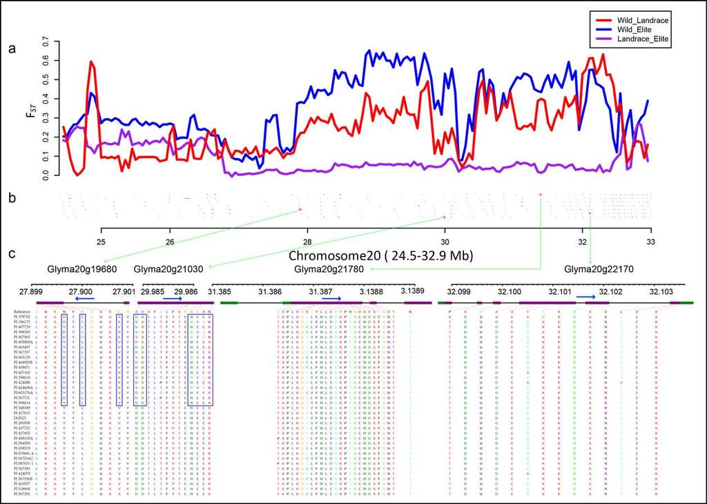 Supplementary Figure 11b. Diversity and allelic variation of genes associated with protein content.