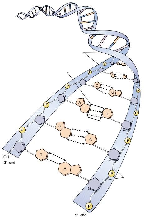 Acizi nucleici - structură Structura acizilor nucleici: 1. gruparea fosfat a unei nucleotide se leagă de gruparea hidroxil cu formarea unei legături fosfodiesterice.