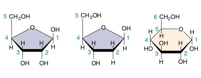 Carbohidraţi - generalităţi - molecule ce conţin C, H şi în raporturile 1:2:1 formula lor este ()n - Principalele roluri : 1) depozitarea şi transportul energiei glucoza, amidon, glicogen 2) rol