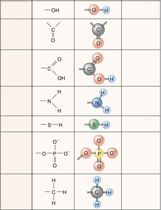 Molecule organice şi macromolecule Molecule organice molecule ce conţin în structura lor C Toate moleculele ce conţin C sunt organice?