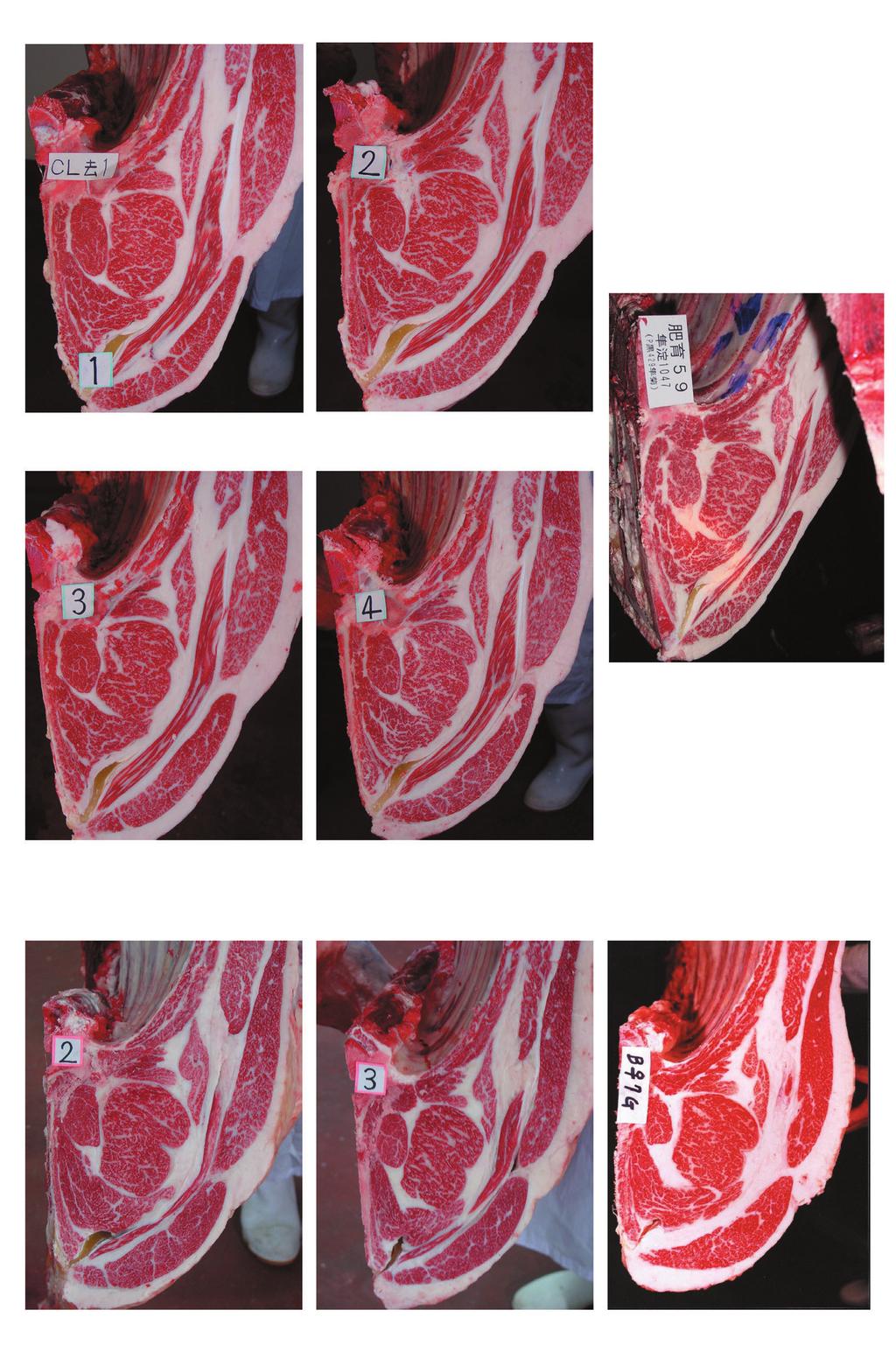 Fig. -. Cross sections of carcass of. clone steers,, clone heifers and the donors. Table 1. Measurements of M.