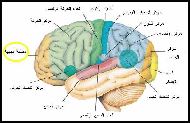 ) : "ssentials of Anatomy and Physiology"