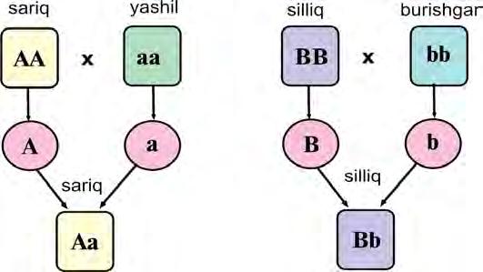 106 GENETIKA ASOSLARI V BO LIM domi nantlik qiladi. Qarama-qarshi, F 1 da namoyon bo lmaydigan belgi retsessiv belgi deb ataladi.