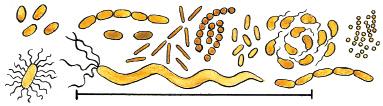 16 ORGANIK OLAMNING XILMA-XILLIGI I BO LIM 0,1 mm 5- rasm. Bakteriya hujayralarining shakllari. chi tayoqchasimon bakteriyaga qarshi davolash usullari va tegishli dori-darmonlar yaratilgan.