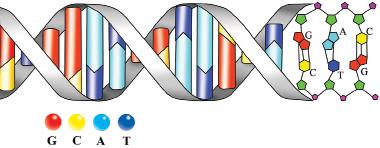 III BO LIM HAYOTIY JARAYONLARNING KIMYOVIY ASOSLARI 65 31- rasm. DNK molekulasining tuzilishi: G guanin; C sitozin; A adenin; T timin.