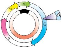 DNK sinteziga tayyorgarlik bosqichi G 1 bilan belgilanadi. Bu davrda oqsil va RNKlar juda tezlik bilan sintezlanadi.