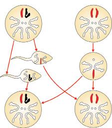 88 ORGANIZMLARNING KO PAYISHI VA INDIVIDUAL RIVOJLANISHI IV BO LIM Erkak Urg ochi Meyoz Tuxum Spermatozoid Urug lanish Erkak Urg ochi Urug lanishda spermatozoidning tuxum hujayraga kirishi.