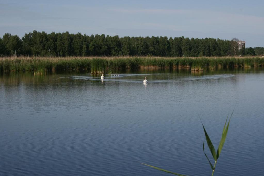 2 konstatēti: Ezera apmeklējumā 2008. gada 19. jūnijā kā ligzdotāji DA ezerā (1.att.