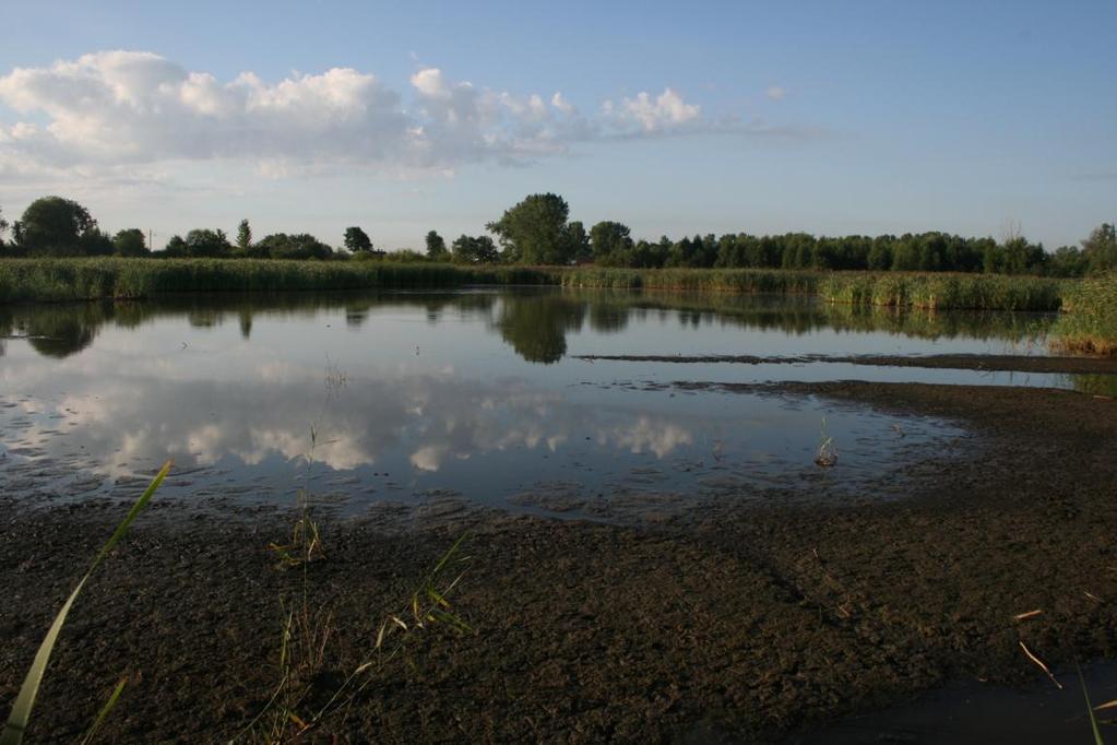 6 plosti būtu īpaši piemēroti upes zīriņa ligzdošanai, taču radītu arī iespēju ligzdot lielajam ķīrim. 3. attēls. Skats uz Krēmeru lieguma ezeriņu 2008.g. 31.