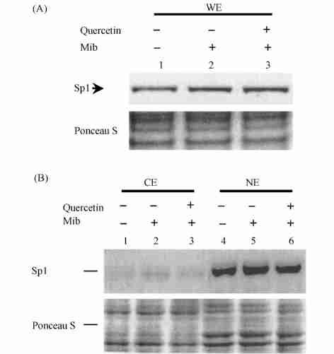 676 21 Fig 2 Inhibition of Sp12mediated transactivation on the AR promoter by quercetin in LNCaP Cells LNCaP cells were co2transfected with pgl32ar promoter2luciferase reporter plasmid and increasing