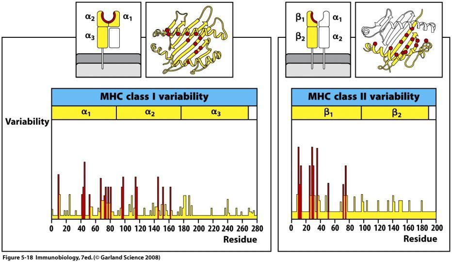 21 Structure of Class I MHC Variability