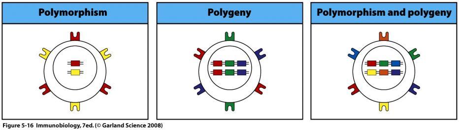 MECHANISMS OF DIVERSITY IN MHC MOLECULES Polygeny Several different genes encode alpha chain of MHC I molecules Several different genes encode alpha and beta chains of MHC II molecules Polymorphism