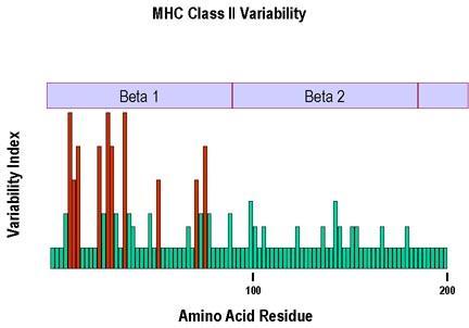 25 Structure of Class II MHC Variability map of Class2 MHC β Chain