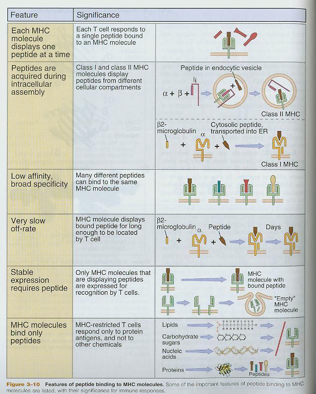 31 Important Aspects of MHC پلی مورفیسم درجامعه زیاد است ولی هر فرد تعداد محدودی MHC دارد هر ملکول MHC فقط یک جایگاه اتصال پپتید دارد ولی پپتیدهای مختلفی میتوانند به آن متصل شوند )یک پپتید در هر