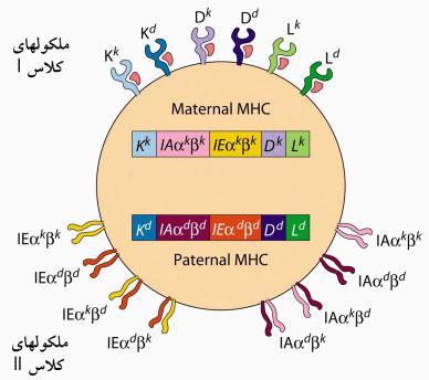 HLA-A HLA-B HLA-C H-2 D H-2 L H-2 k در انسان HLA در موش H2 HLA-DR HLA-DP HLA-DQ H-2 IE H-2 IA 35 ژن هاي خاص با اضافه كردن حرف يا حروفي در كنارشان: HLA-A, HLA-B, HLA-C, HLA-E, HLA-F, HLA-G,