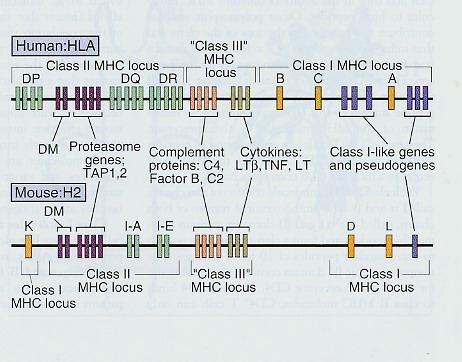 کالس I به دو نوع a و b a یا کالسیک: عرضه حضور بر سطح سلولها بخصوص لنفوئید و اللهای متعدد در جمعیت A,B, C b یا غیرکالسیک: پپتیدها و