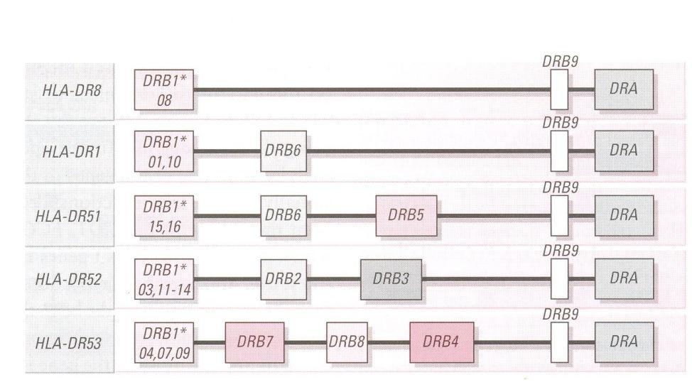 MHC II DP, DN, DM, DO, DQ, DR هر جایگاه دو زنجیره معموال با هم ژنهای متعدد با شماره DR میتواند چند زنجیره بتا داشته باشد 5-2 از (5 9 تا سودوژن) LMP2,