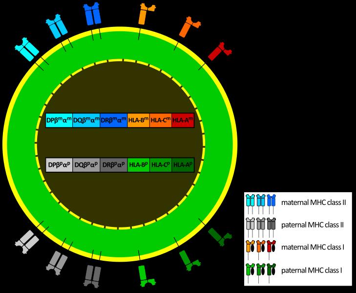 genes encode alpha chain of MHC I