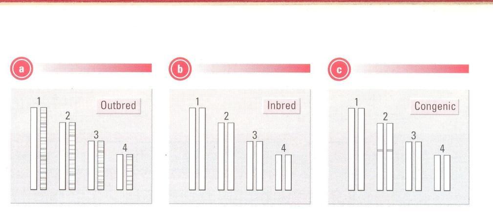 H-2 RECOMBINANT STRAINS: INBRED- CONGENIC 94 95 در inbred هاپلوتایپهای MHC هوموزیگوت سینژنیک