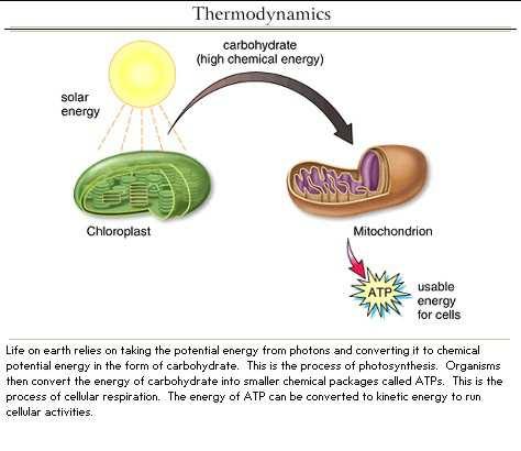 Termodinamika Ugljikohidrati (velika kemijska energija) Energetske organele eukariota Sunčeva energija Kloroplast Mitohondrij Energija upotrebljiva za stanice Život na Zemlji se zasniva na