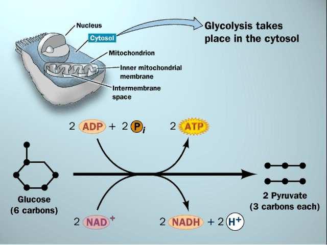 Prva fosforilacija na razini supstrata NAD + NAD + + P Trioza fosfat dehidrogenaza P i P 1, 3-bisfosfoglicerat ADP 7 Fosfoglicerokinaza P 3-fosfoglicerat 8