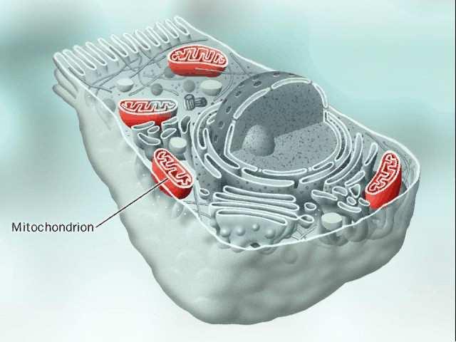 mitohondrija Mitohondrij sve eukariotske stanice dvostruka membrana