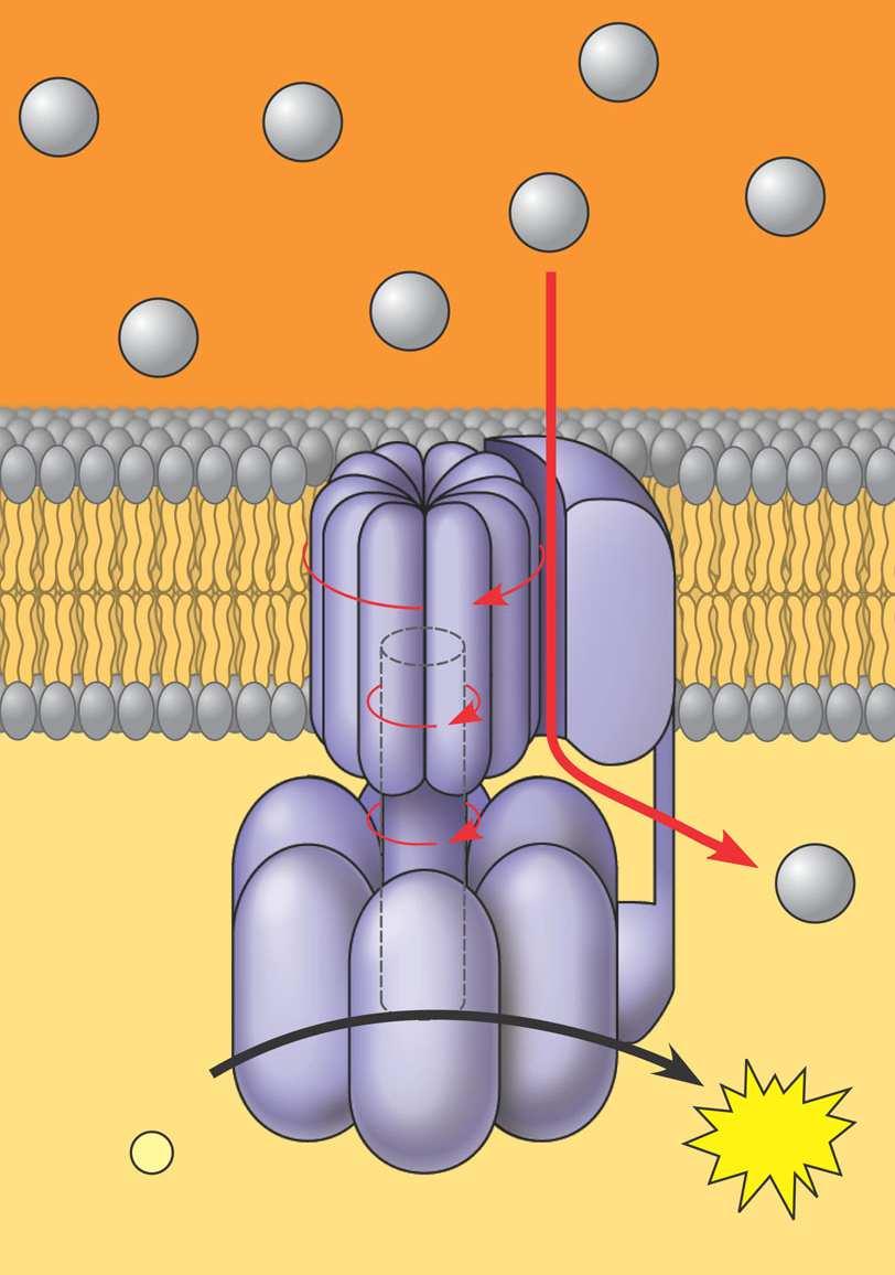 Kemiosmoza mehanizam koji povezuje gradijent + kroz unutrašnju membranu s redoks reakcijama u lancu prenositelja elektrona i stvaranjem -a -sintaza je enzim koji proizvodi + MEĐUMEMBRANSKI PRSTR + +