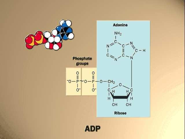 reakcija je spontana Kako vrši rad daje energiju za endergone reakcije Fosforilacijom, prijenosom fosfatne skupine na drugu molekulu Fosforilirana molekula je