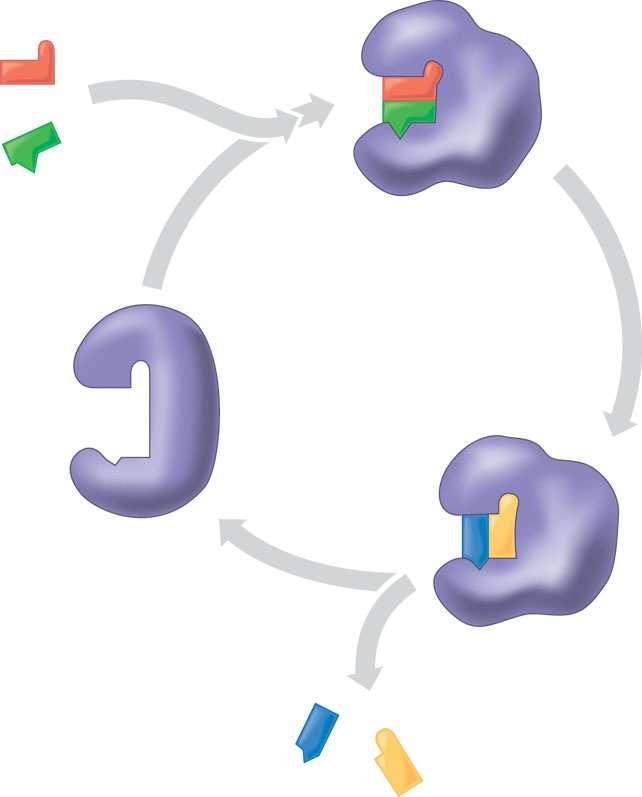 osigura povoljniju mikrookolinu kovalentno se poveže sa supstratom Aktivno mjesto Enzim Kompleks enzim- supstrat iklus katalizacije enzima 1 Supstrati se vežu na aktivno mjesto; enzim mijenja oblik