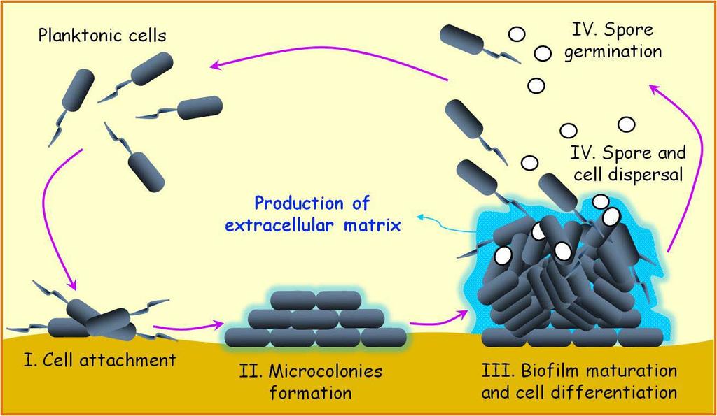 genes encoding biofilm matrix, ABC transporter subunits and regulatory proteins, which were upregulated during biofilm formation. Stage IV is cell dispersion and spore germination phase.