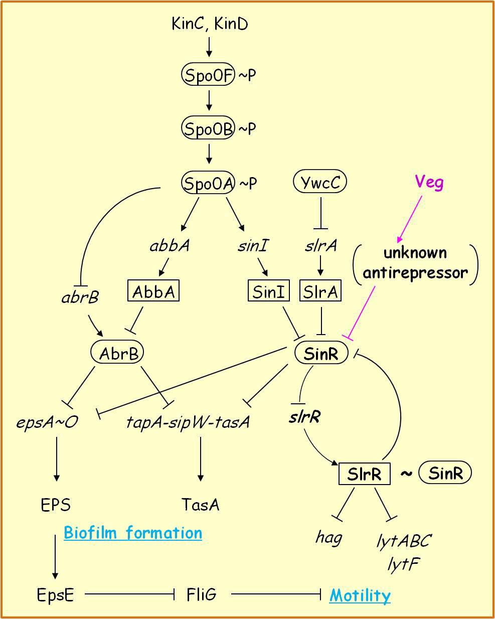 Figure 2. Regulatory pathways for biofilm formation and motility in B. subtilis.