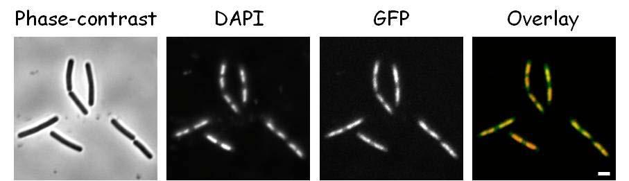 Veg-GFP expressing strain was constructed to reconfirm the nucleoid localization (Figure 3).