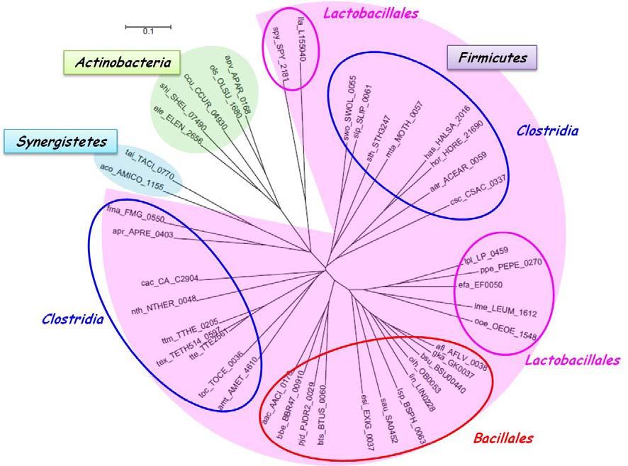 Figure 5. Phylogenetic trees based on Veg amino-acid sequence.